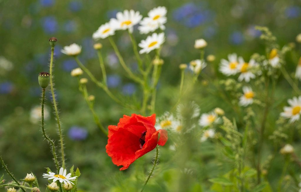 Wiesen- und Waldrand als Trachtgebiet