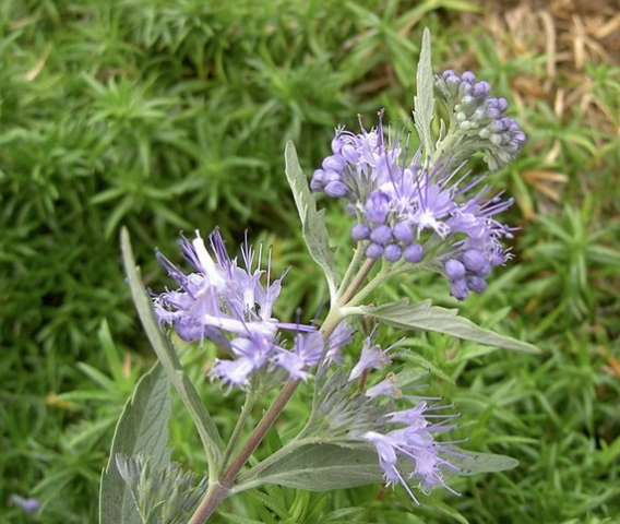 Symbolisches Logo einer Regionalinitiative